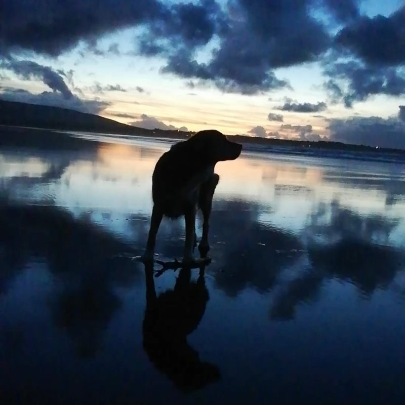 A silhouette of a dog standing on wet sand at the beach during sunset, with clouds and the colorful sky reflecting in the water.