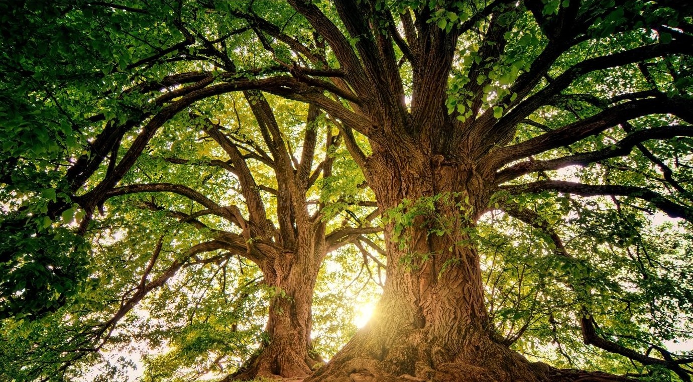 Two large trees with thick, textured trunks and spreading branches are pictured from below. Sunlight filters through the lush green leaves, creating a warm, glowing effect that offers a natural energy boost to the scene.