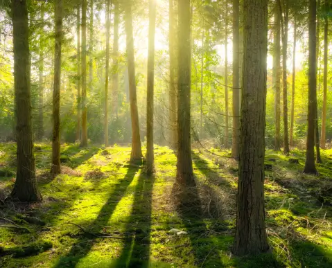 Sunlight streams through tall trees in a lush green forest, casting long shadows on the mossy ground and creating a serene, peaceful atmosphere.