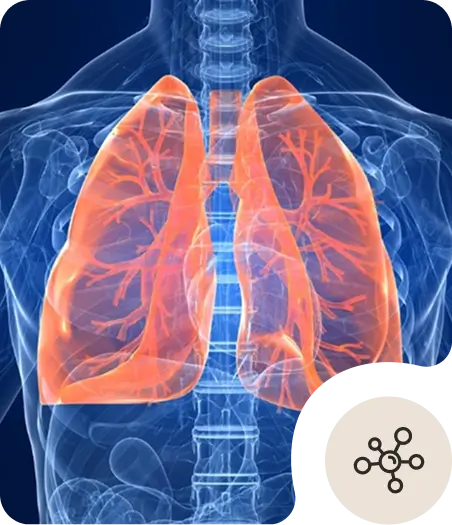 A digital illustration of a human chest X-ray showing highlighted orange lungs, with visible bronchial structures, and a small round network icon in the lower right corner.