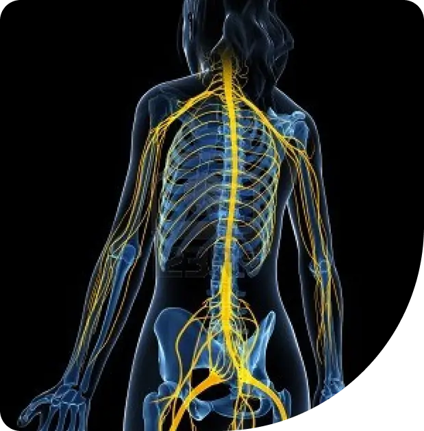 Illustration of a human body in a rear view, showing the skeleton and highlighted yellow spinal cord and nerves branching out, representing the nervous system on a black background.