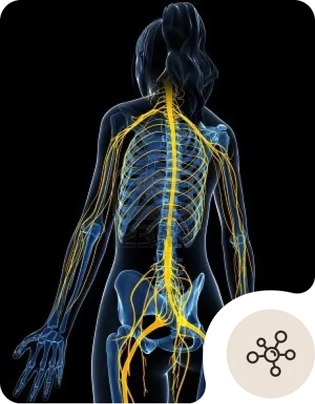 A digital illustration of a woman’s body viewed from the back, showing the nervous system with yellow nerves branching from the spine throughout her body. A circular icon with a network symbol partially covers the lower right corner.